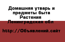 Домашняя утварь и предметы быта Растения. Ленинградская обл.